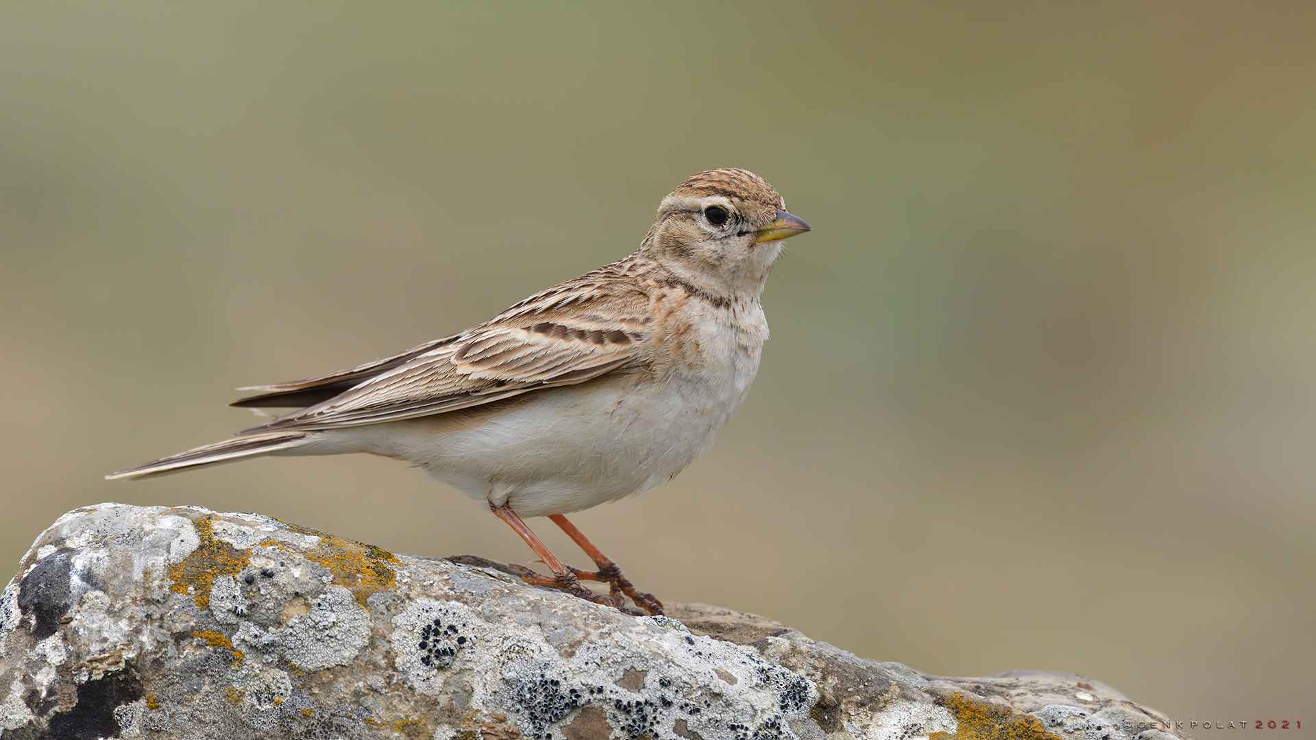 Greater Short-toed Lark